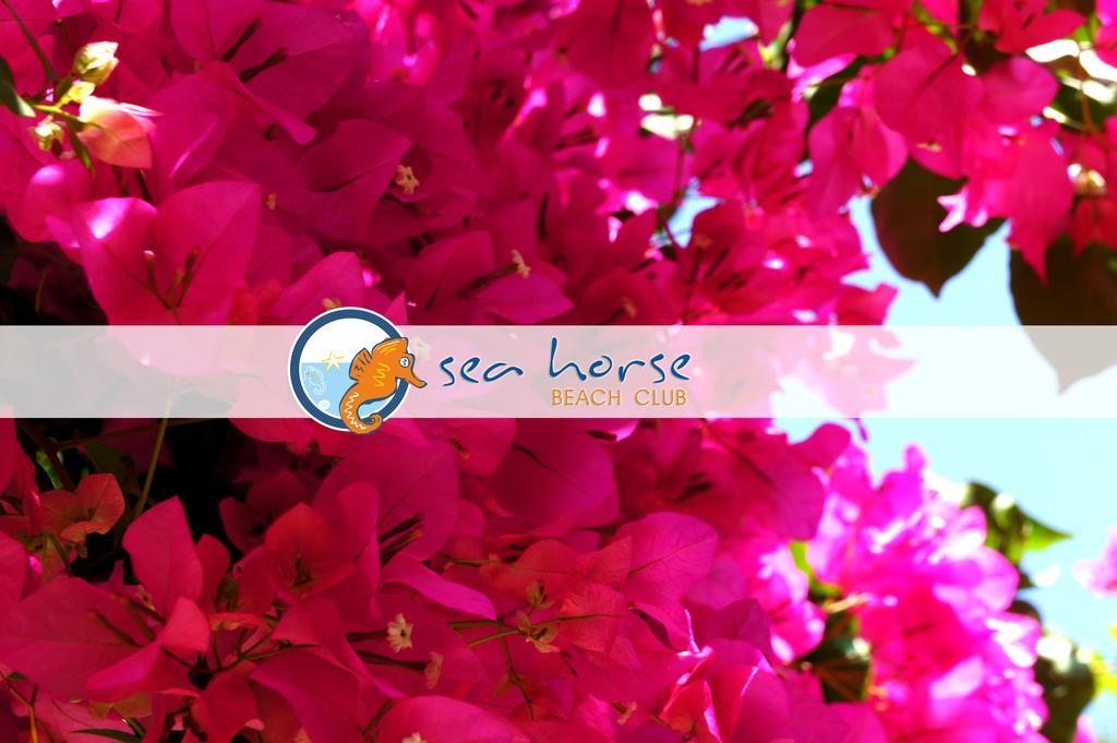 S3 Seahorse Beach Club Олудениз Экстерьер фото